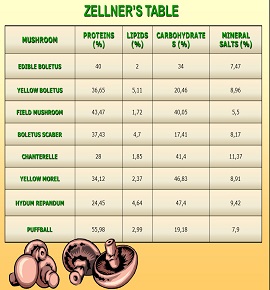 Zellner’s table chanterelle mushroom